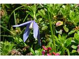 Alpine Clematis (Clematis alpina)